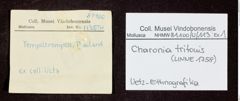 Etikett zu Tempeltrompete (Tritonshorn) (NHMW-ZOO-MO-0081100-ETH-113)